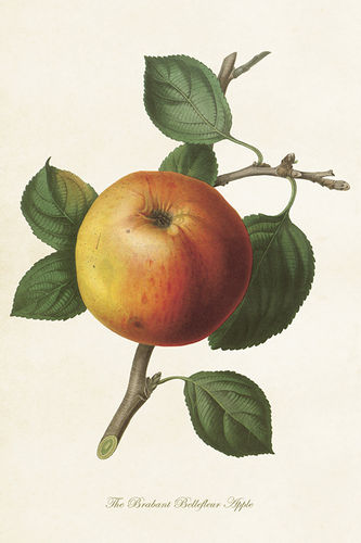 Sköna Ting Vintage Postkarte Apfel