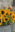 Sonnenblumen-Bund  5 Stück