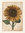 Sköna Ting Poster Sunflower 18x24cm